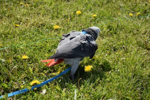 Podolanka_20160430_071