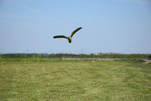 Podolanka_20160430_083