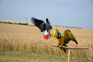 podolanka_20190720_04