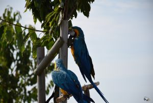 podolanka_20190720_07