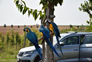 podolanka_20190720_09