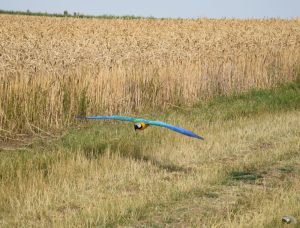 podolanka_20190720_26