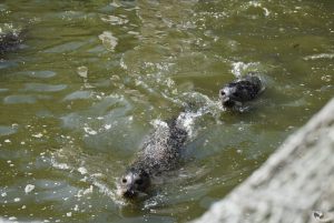 zoo_jihlava_20170508_01