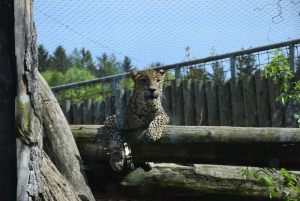 zoo_jihlava_20170508_03