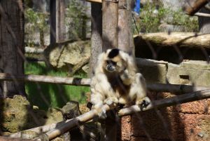 zoo_jihlava_20170508_08