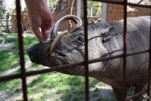 zoo_jihlava_20170508_09