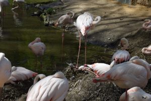 zoo_jihlava_20170508_10