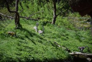 zoo_jihlava_20170508_11