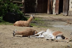 zoo_jihlava_20170508_12