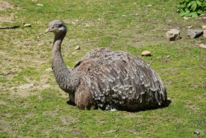 zoo_jihlava_20170508_13