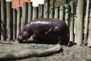 zoo_jihlava_20170508_15