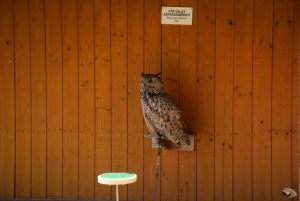 zoo_jihlava_20170508_17