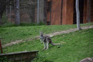 zoo_jihlava_20170508_18