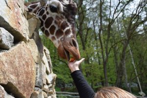 zoo_jihlava_20170508_33