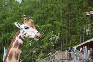 zoo_jihlava_20170508_40