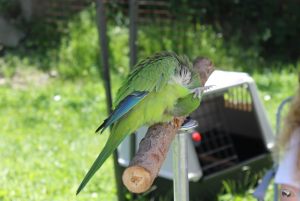 zoo_jihlava_20170603_29